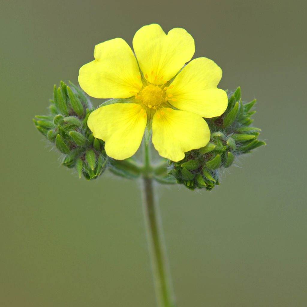 Potentilla recta - Potentille érigée 