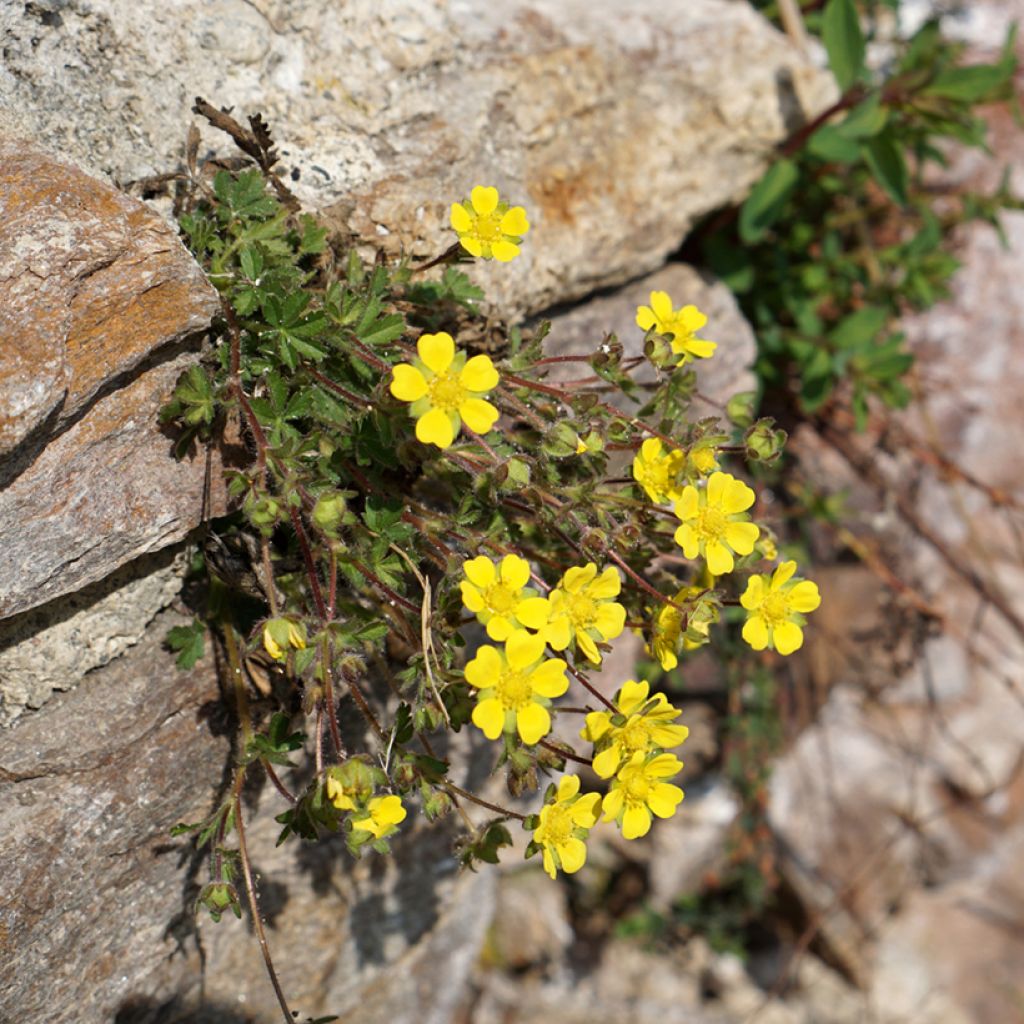 Potentilla verna - Potentille de printemps