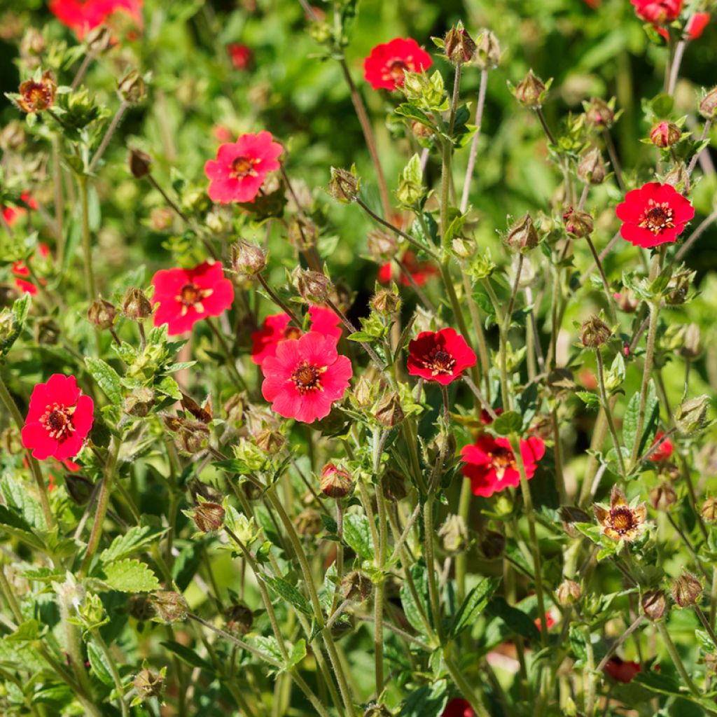 Potentille vivace - Potentilla Gibson s Scarlet