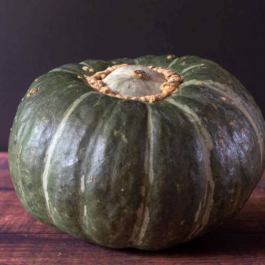 Potiron Buttercup Burgess - Cucurbita maxima
