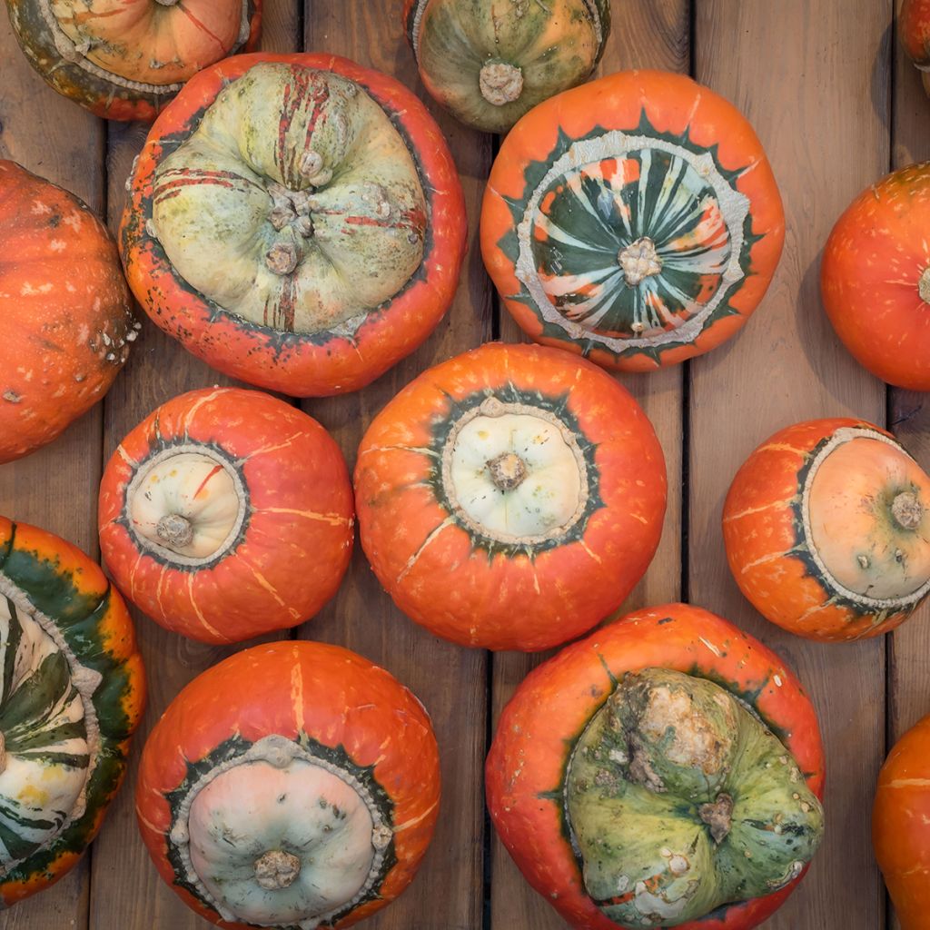 Potiron Giraumon Turban - Cucurbita maxima