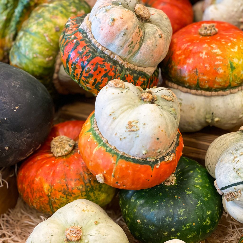 Potiron Giraumon Turban - Cucurbita maxima