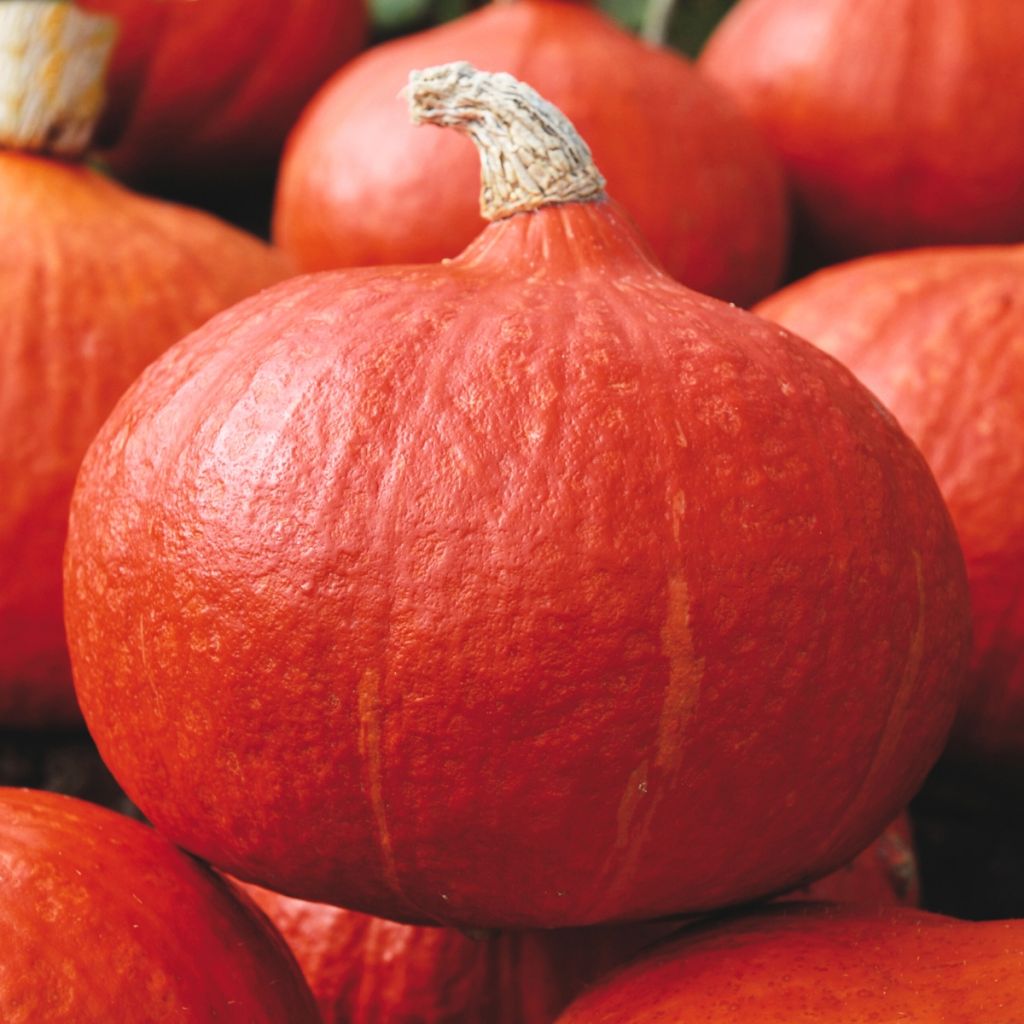 Potiron Potimarron Orange Summer F1