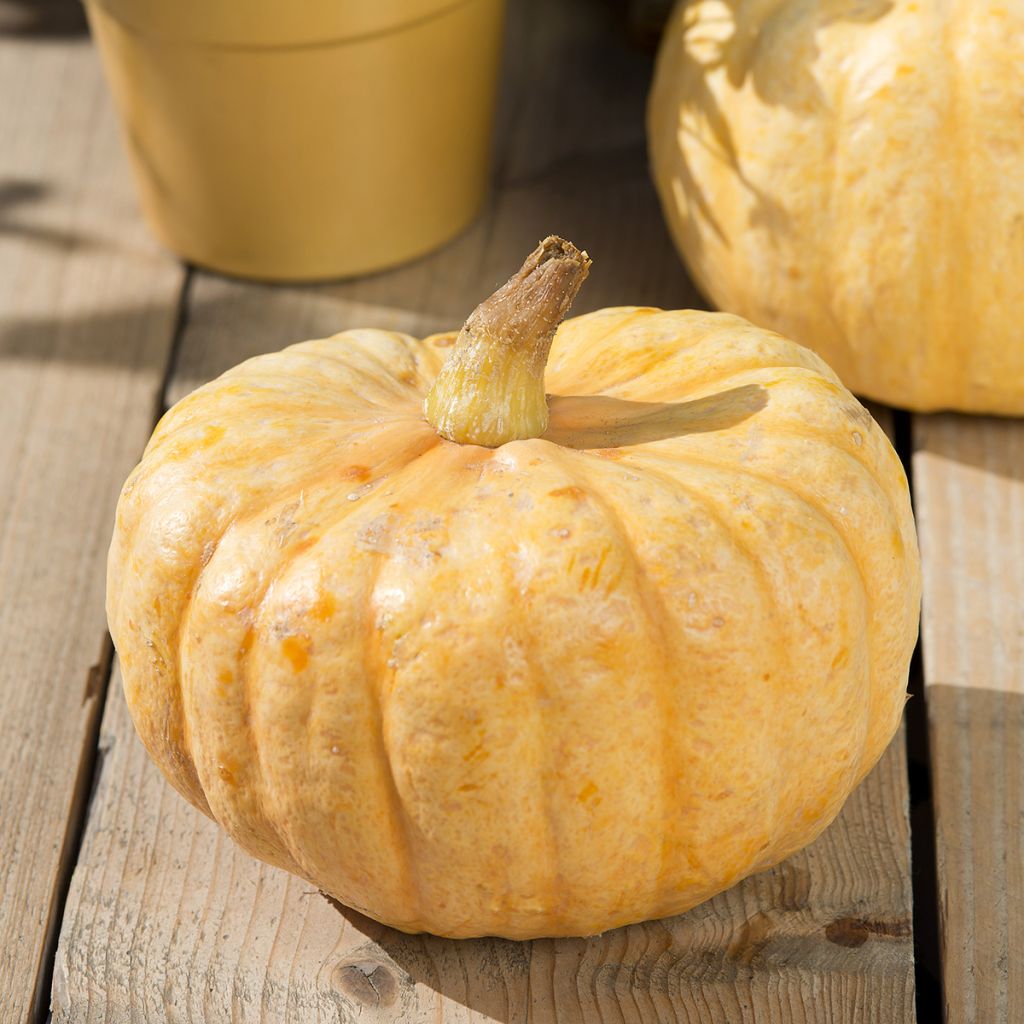 Potiron ou Courge d'hiver Australian Butter - Cucurbita maxima