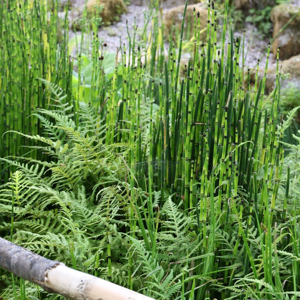 Prêle d'hiver - Equisetum hyemale (japonicum)
