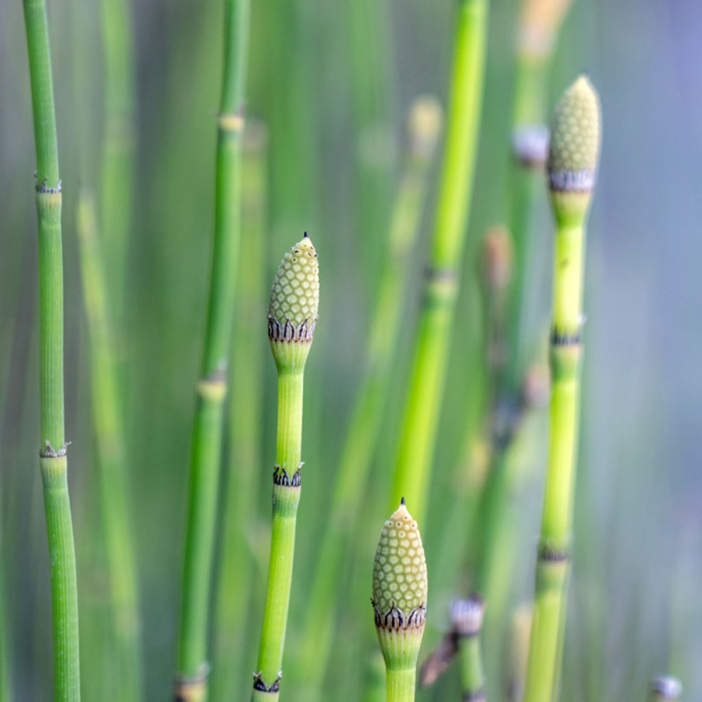 Prêle d'hiver - Equisetum hyemale (japonicum)