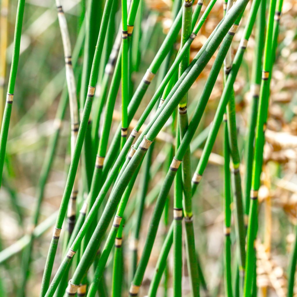 Prêle d'hiver - Equisetum hyemale (japonicum)