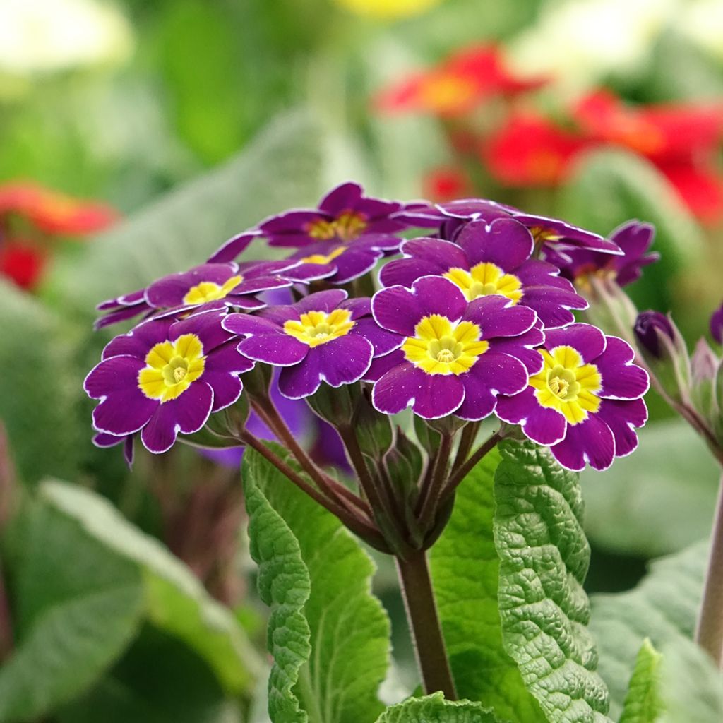 Primevère - Primula elatior Veristar Late Twinkle Violet