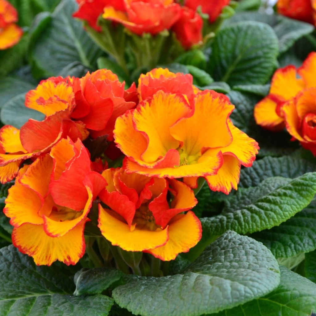 Primevère Chinese New Year - Primula acaulis