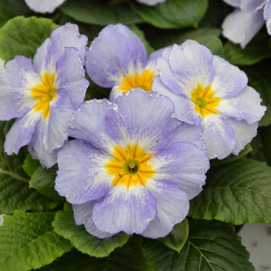 Primevère Porcelain Blue - Primula