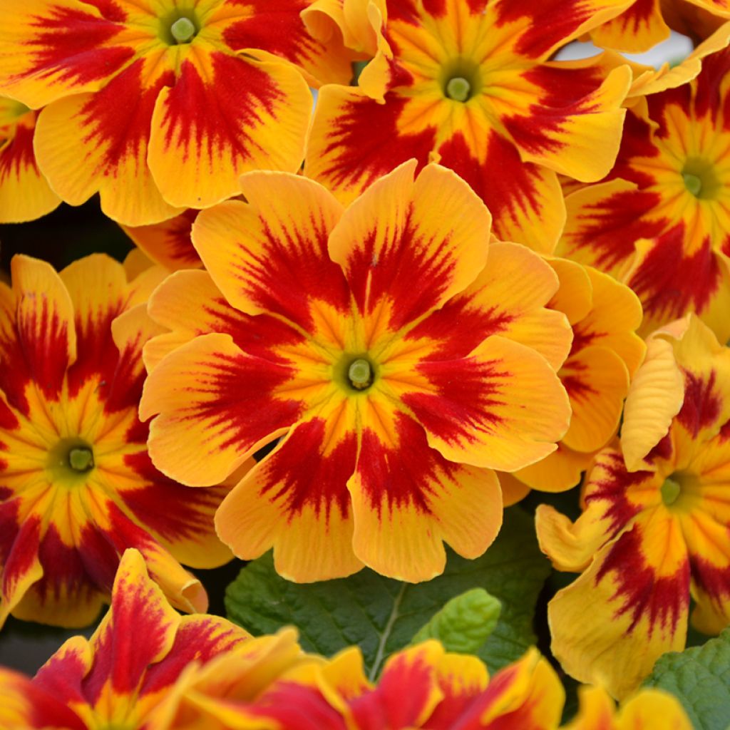 Primevère Starfire - Primula