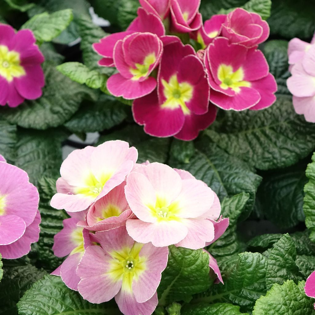 Primevère - Primula acaulis Plums & Custard