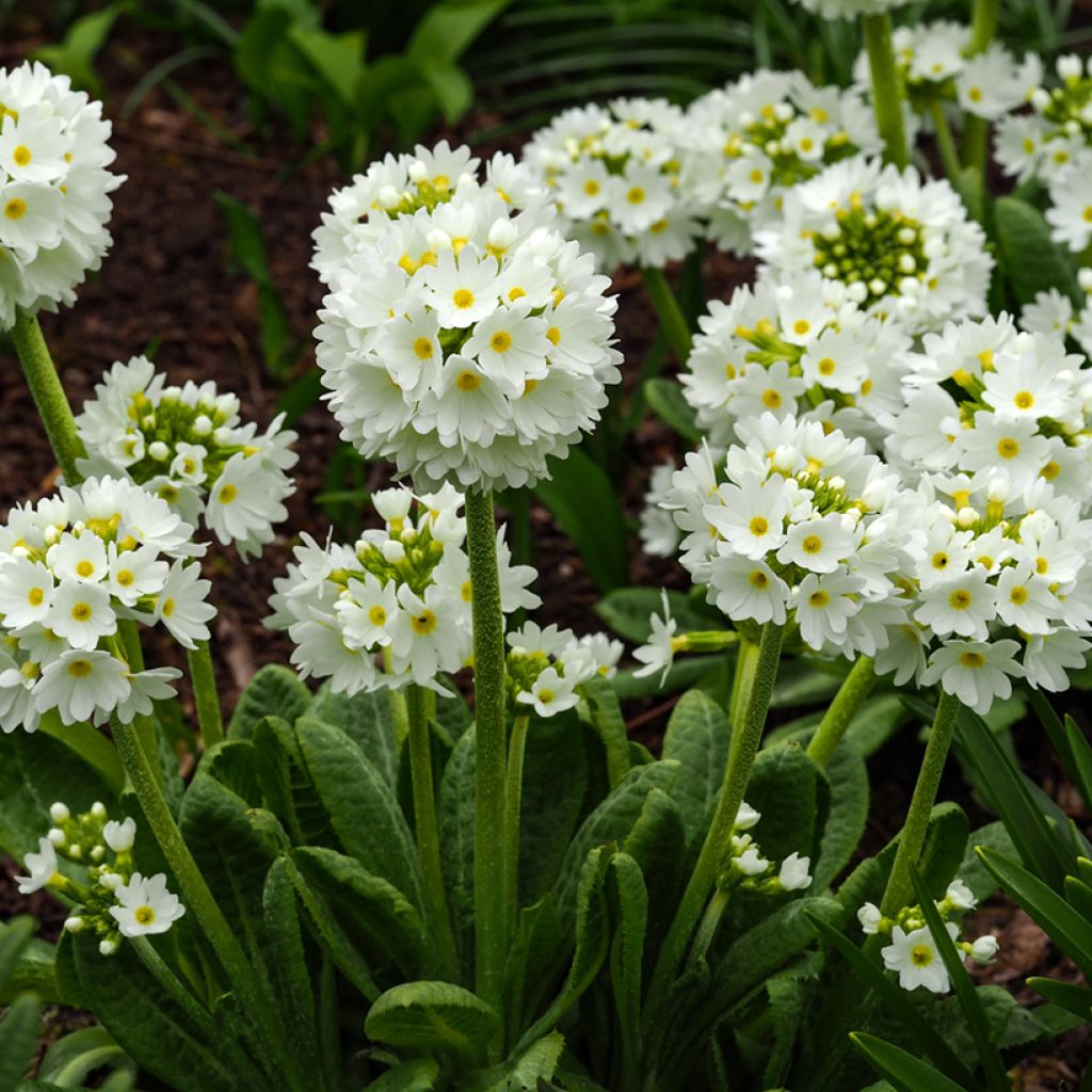 Primevère - Primula denticulata Alba