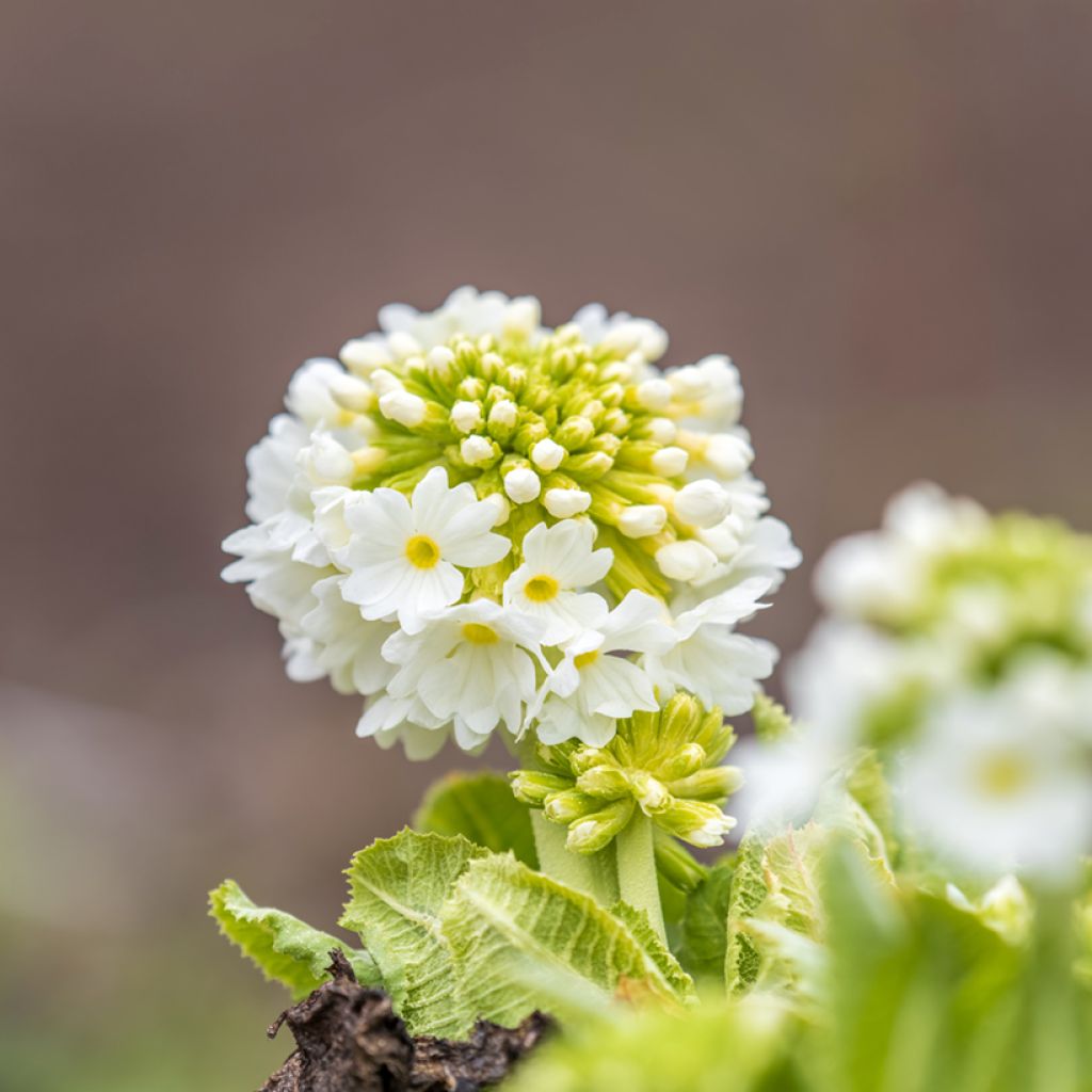 Primevère - Primula denticulata Alba