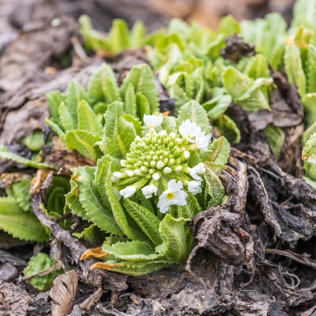 Primevère - Primula denticulata Alba