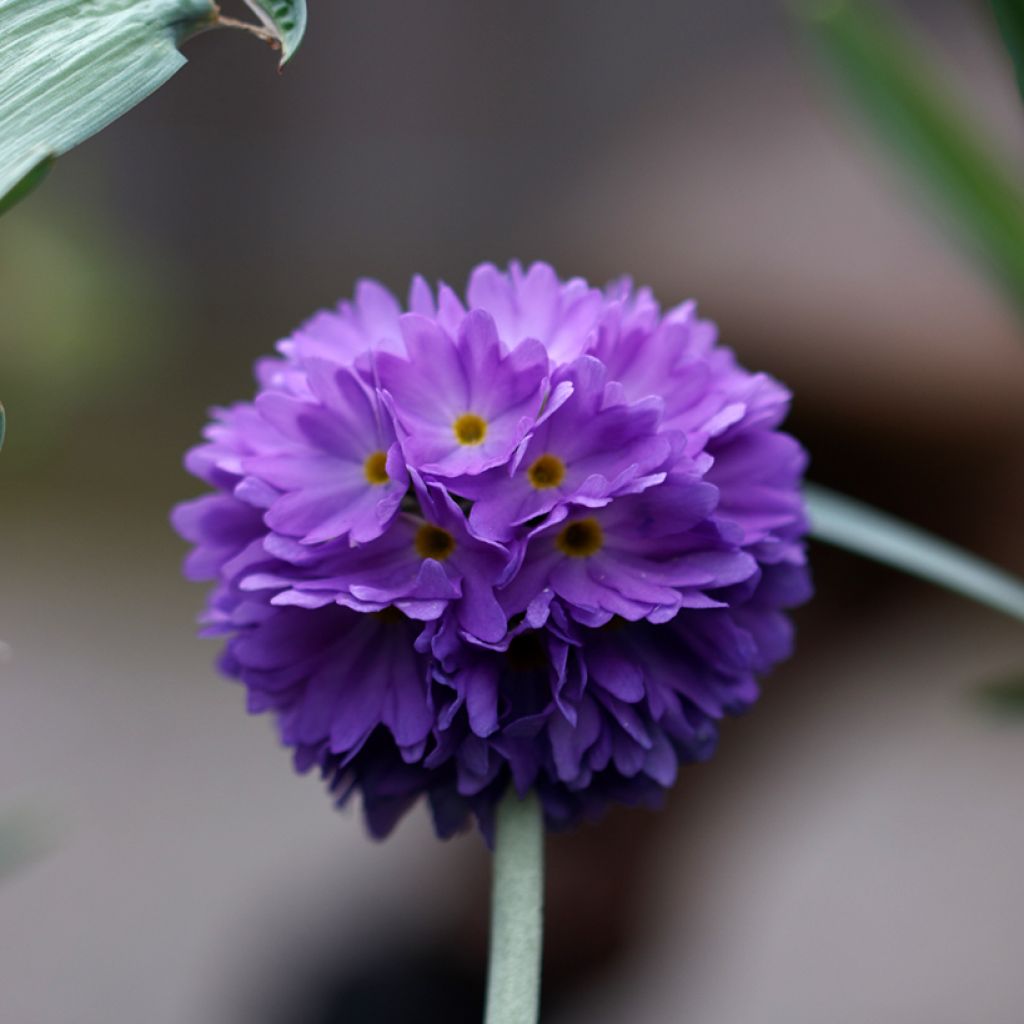 Primevère - Primula denticulata Cashmiriana
