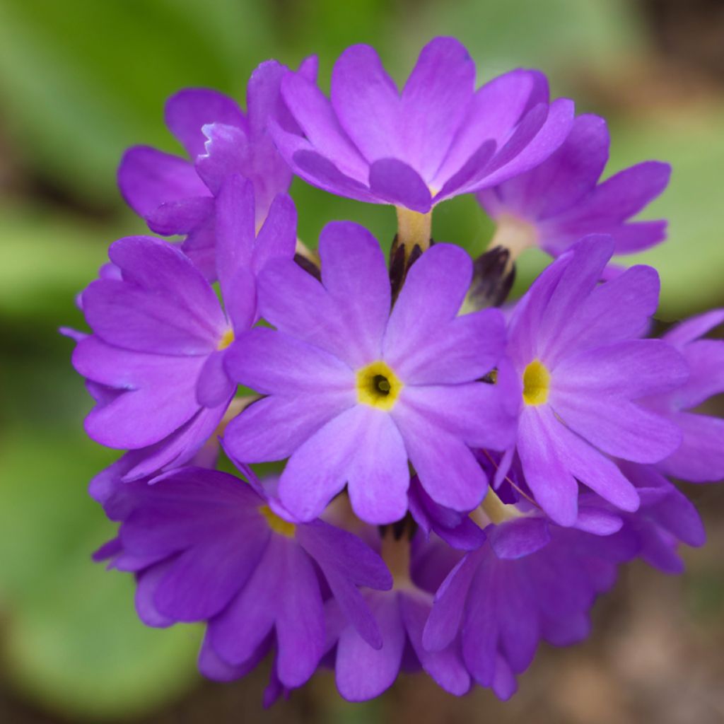 Primevère - Primula denticulata Cashmiriana