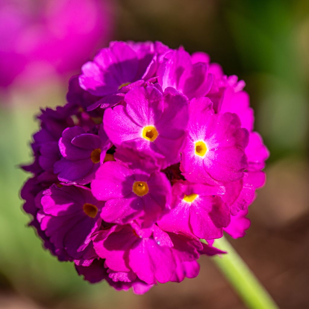 Primevère - Primula denticulata Rubin