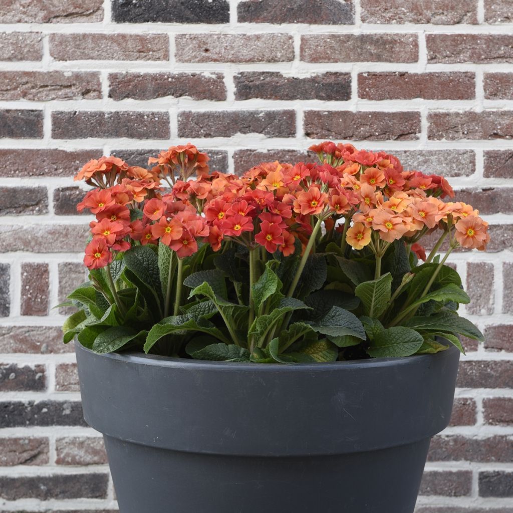 Primevère - Primula elatior Cottage Shades