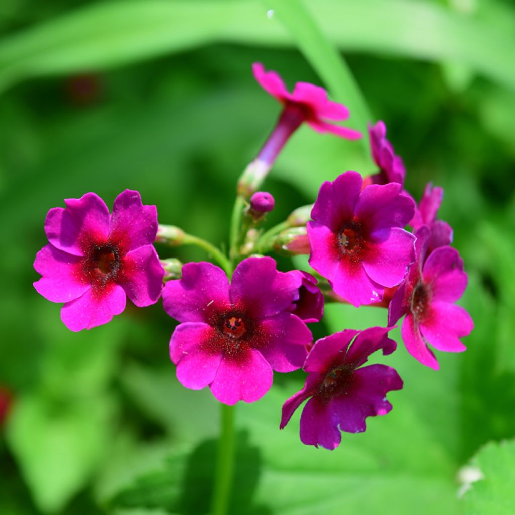 Primevère - Primula japonica