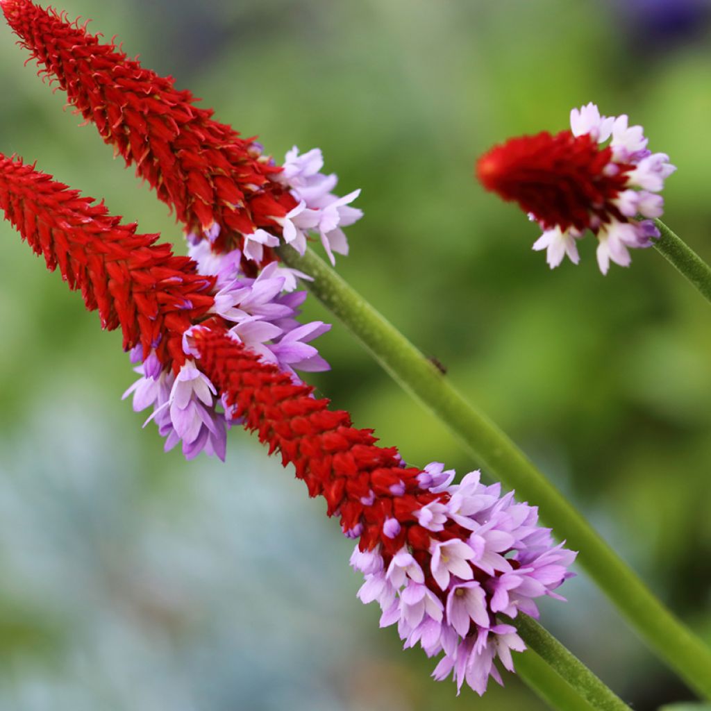 Primevère - Primula vialii