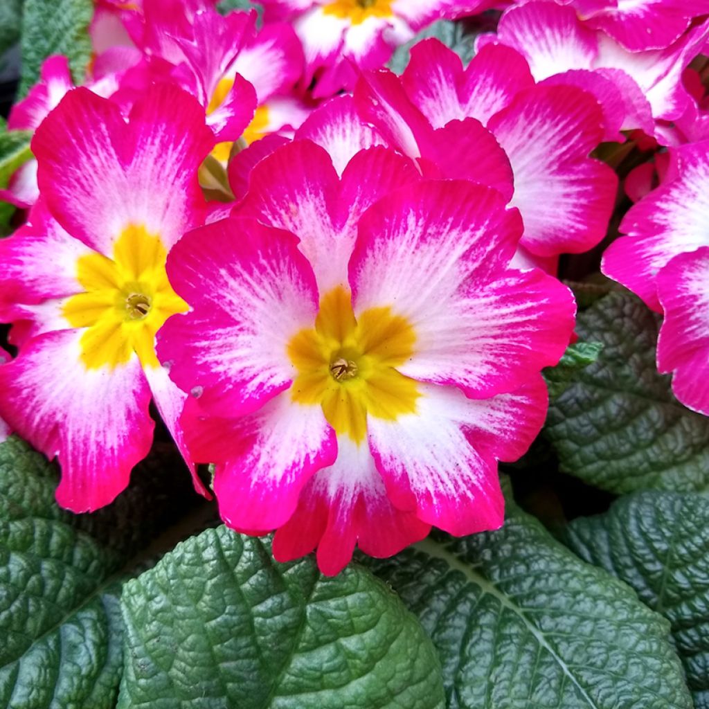 Primevère Rambo F1 Pink Flame - Primula acaulis