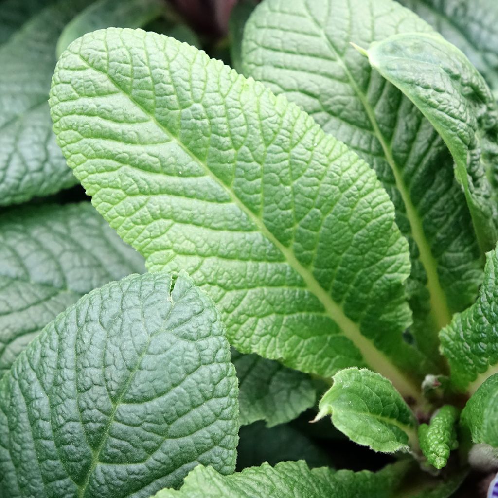 Primevère Zebra Blue miini-motte - Mini-Mottes