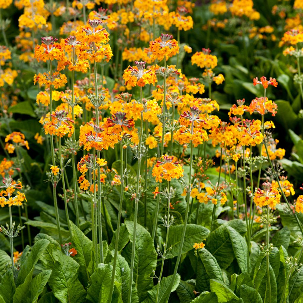 Primevère candélabre - Primula bulleyana