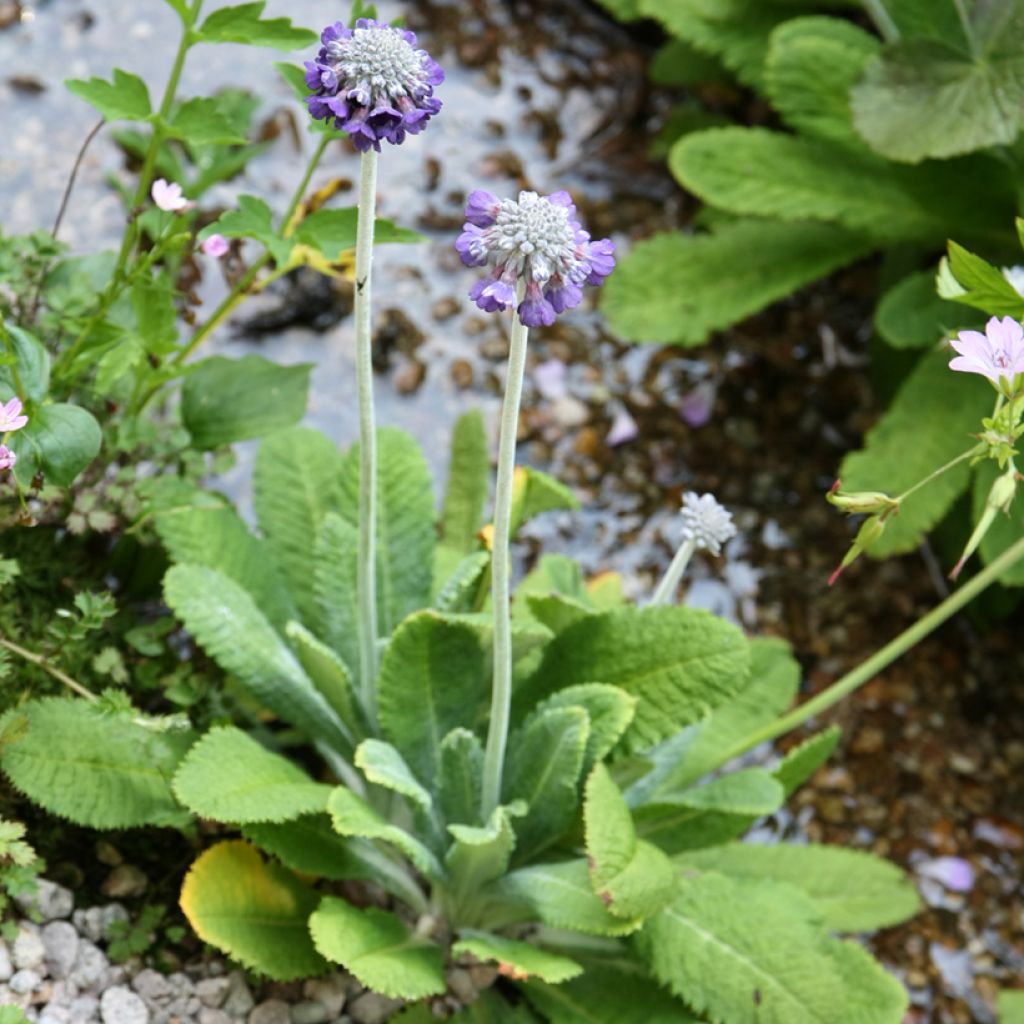 Primevère de l'Himalaya - Primula capitata mooreana