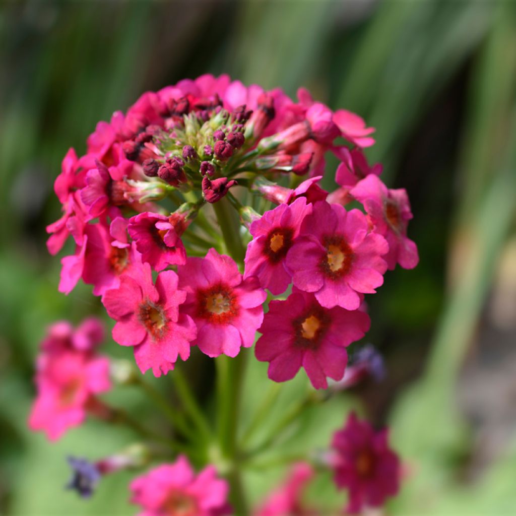Primevère du Japon Millers Crimson - Primula japonica