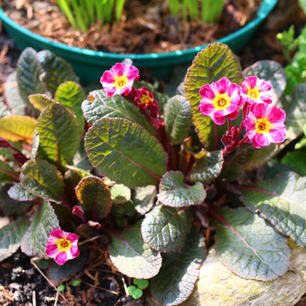 Primevère hybride Dark Rosaleen - Primula