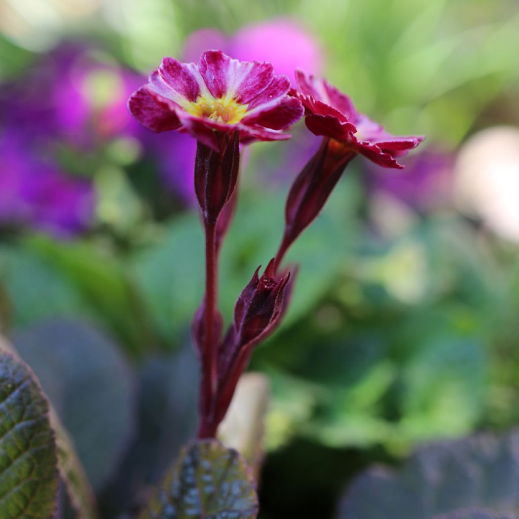 Primevère hybride Dark Rosaleen - Primula