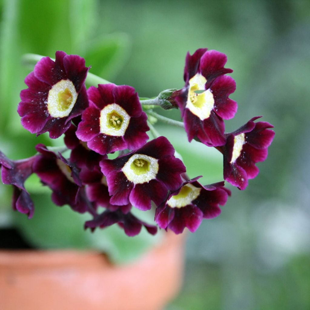 Primevère oreille d'ours - Primula auricula en mélange
