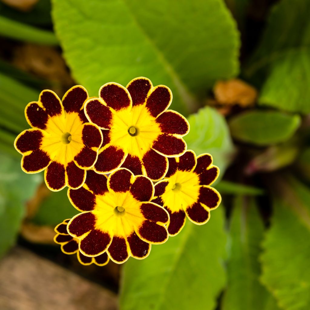 Primula elatior Gold Lace Red - Primevère élevée
