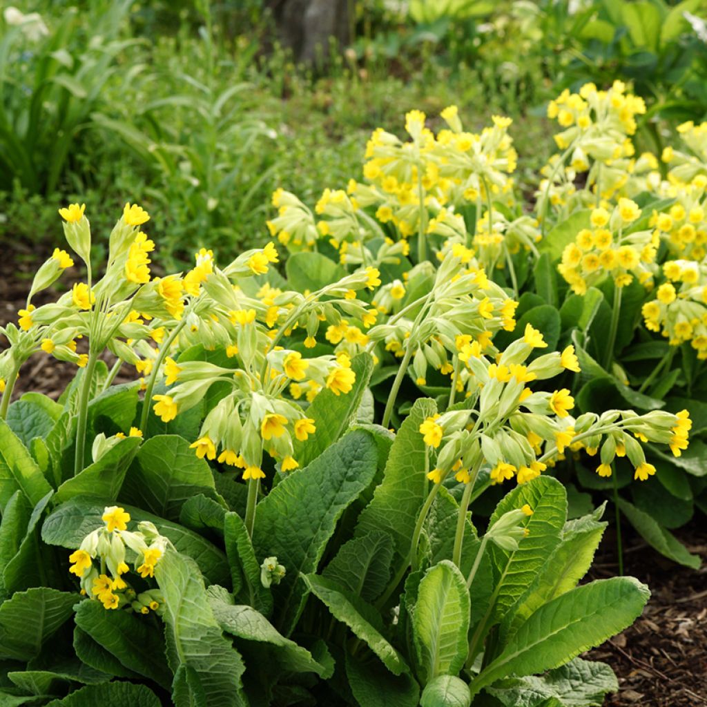 Primula veris - Primevère officinale, Coucou