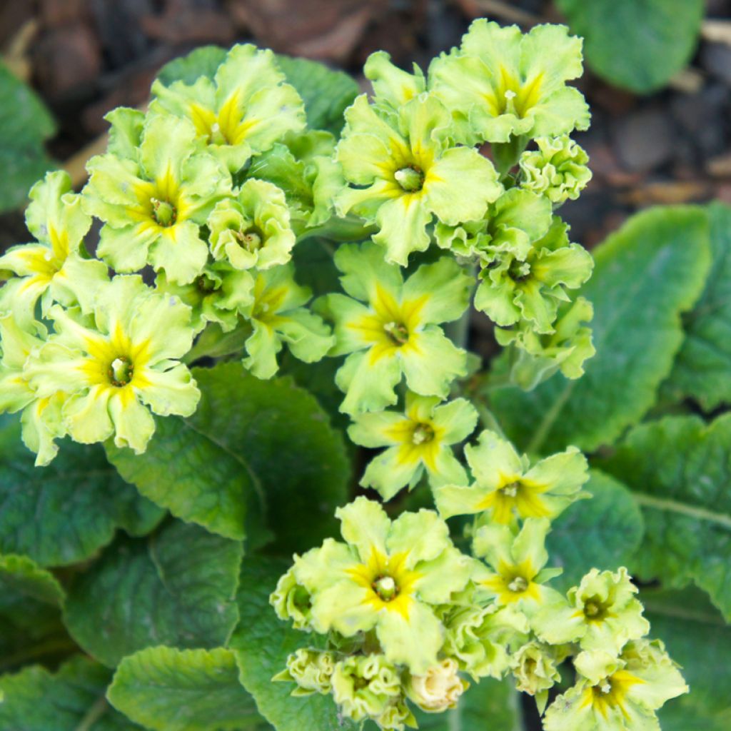 Primula vulgaris Francesca - Primevère des jardins