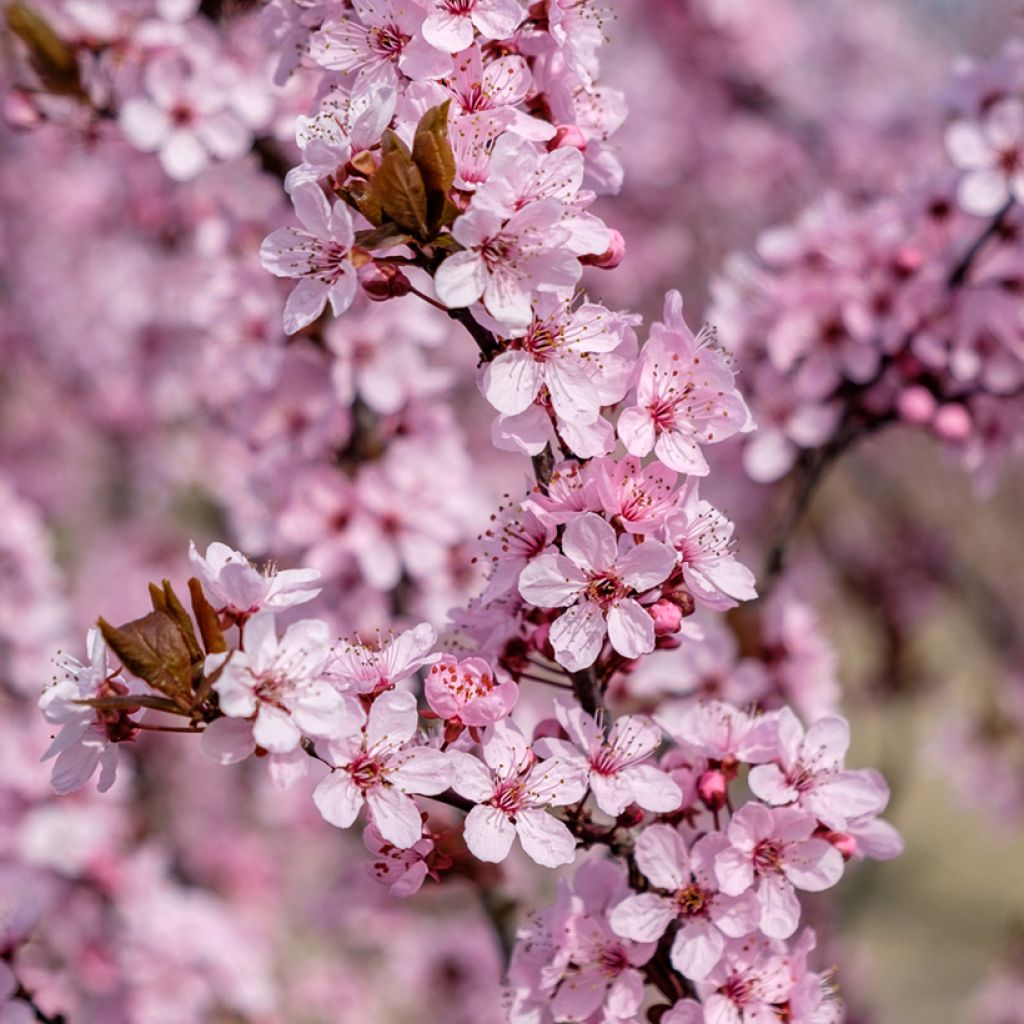Prunier à fleurs - Prunus cerasifera Nigra