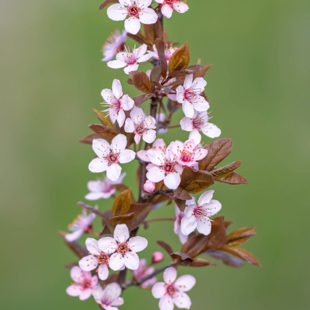 Prunier à fleurs - Prunus cerasifera Nigra