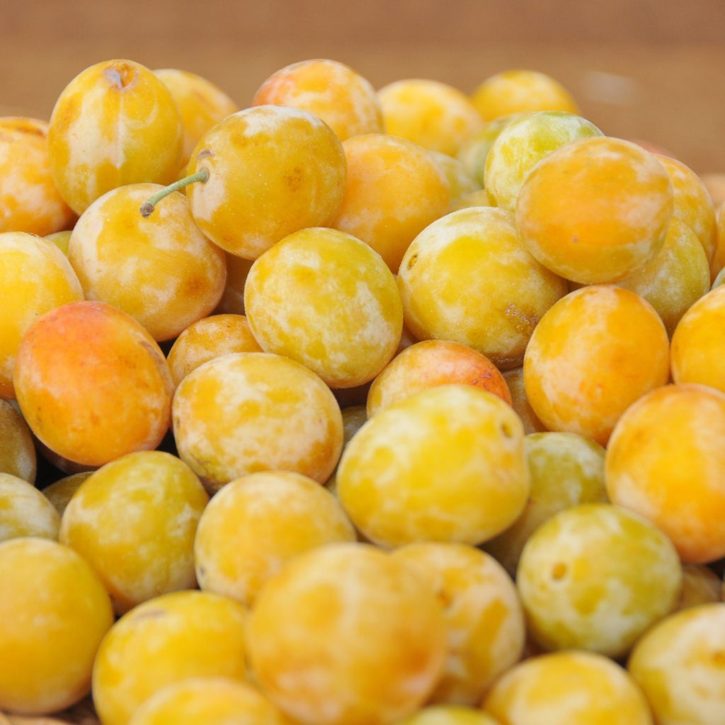 Prunier Reine Claude d'Oullins 