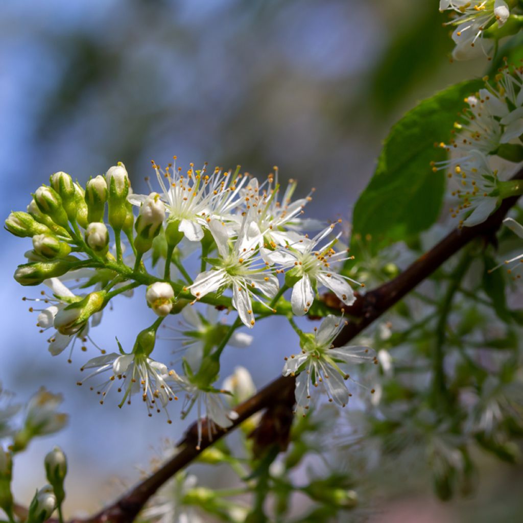 Prunus maackii Amber Beauty - Cerisier de Mandchourie