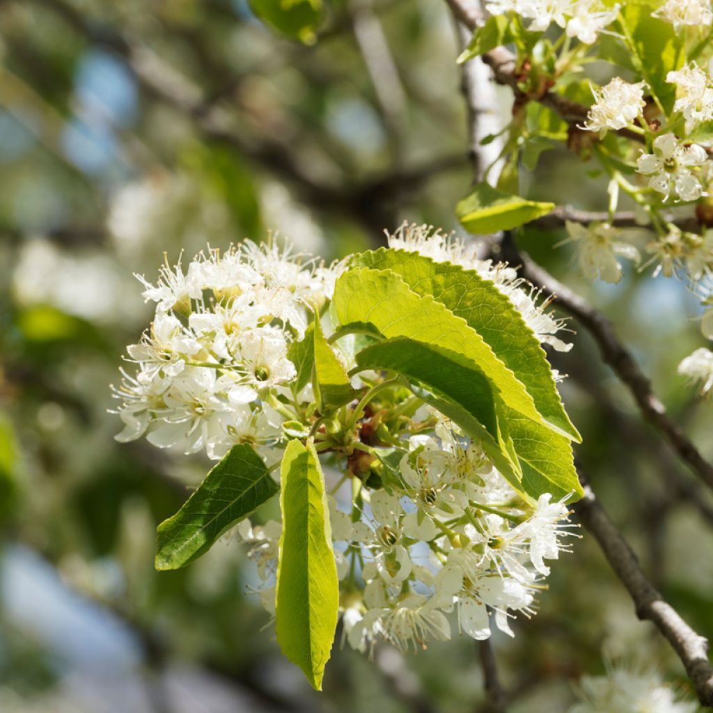 Prunus mahaleb - Bois de sainte Lucie
