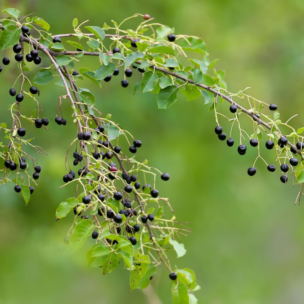 Prunus mahaleb - Bois de sainte Lucie