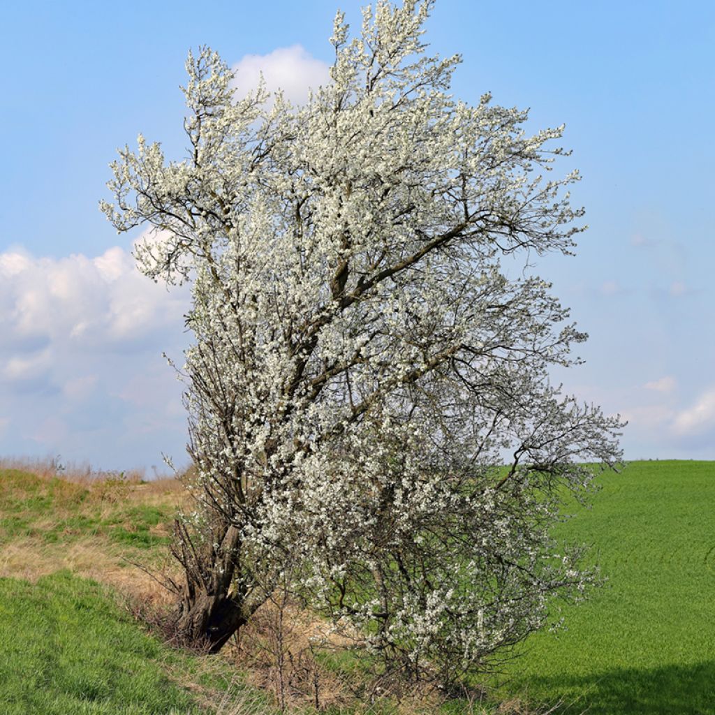 Prunus mahaleb - Bois de sainte Lucie