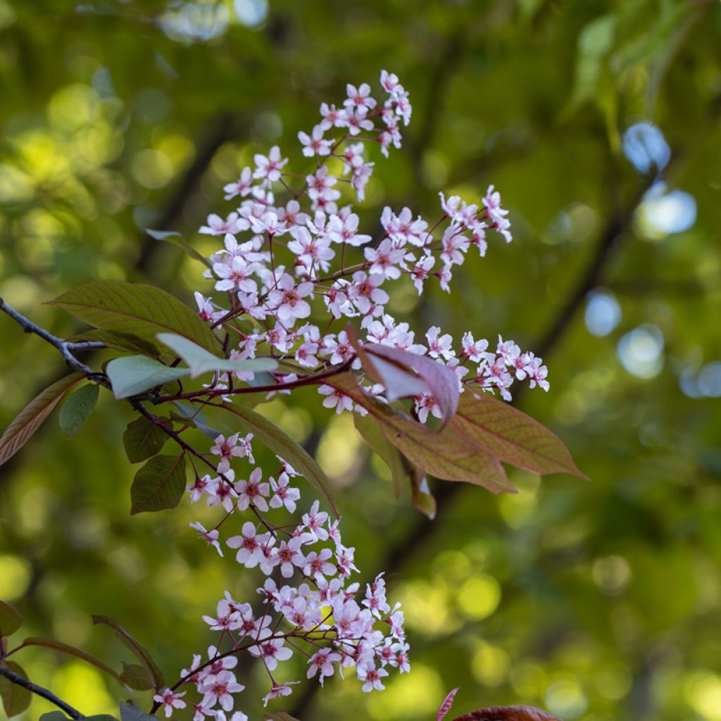 Prunus padus Colorata - Cerisier à grappes