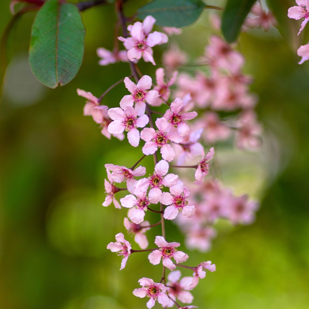 Prunus padus Colorata - Cerisier à grappes
