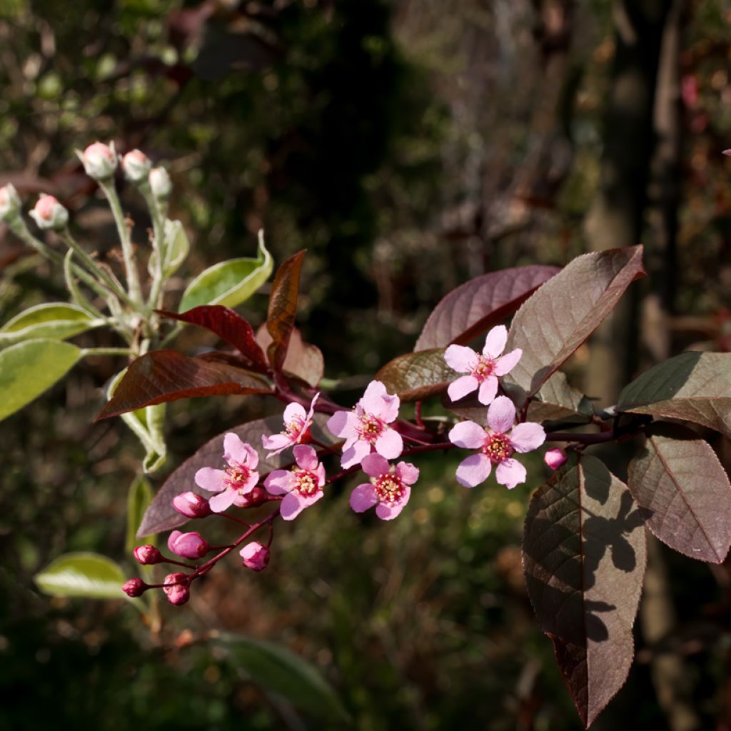 Prunus padus Colorata - Cerisier à grappes