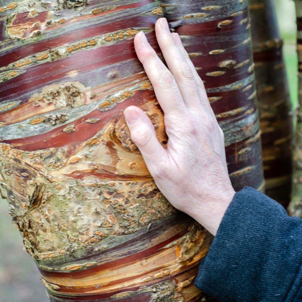 Prunus serrula - Cerisier du Tibet