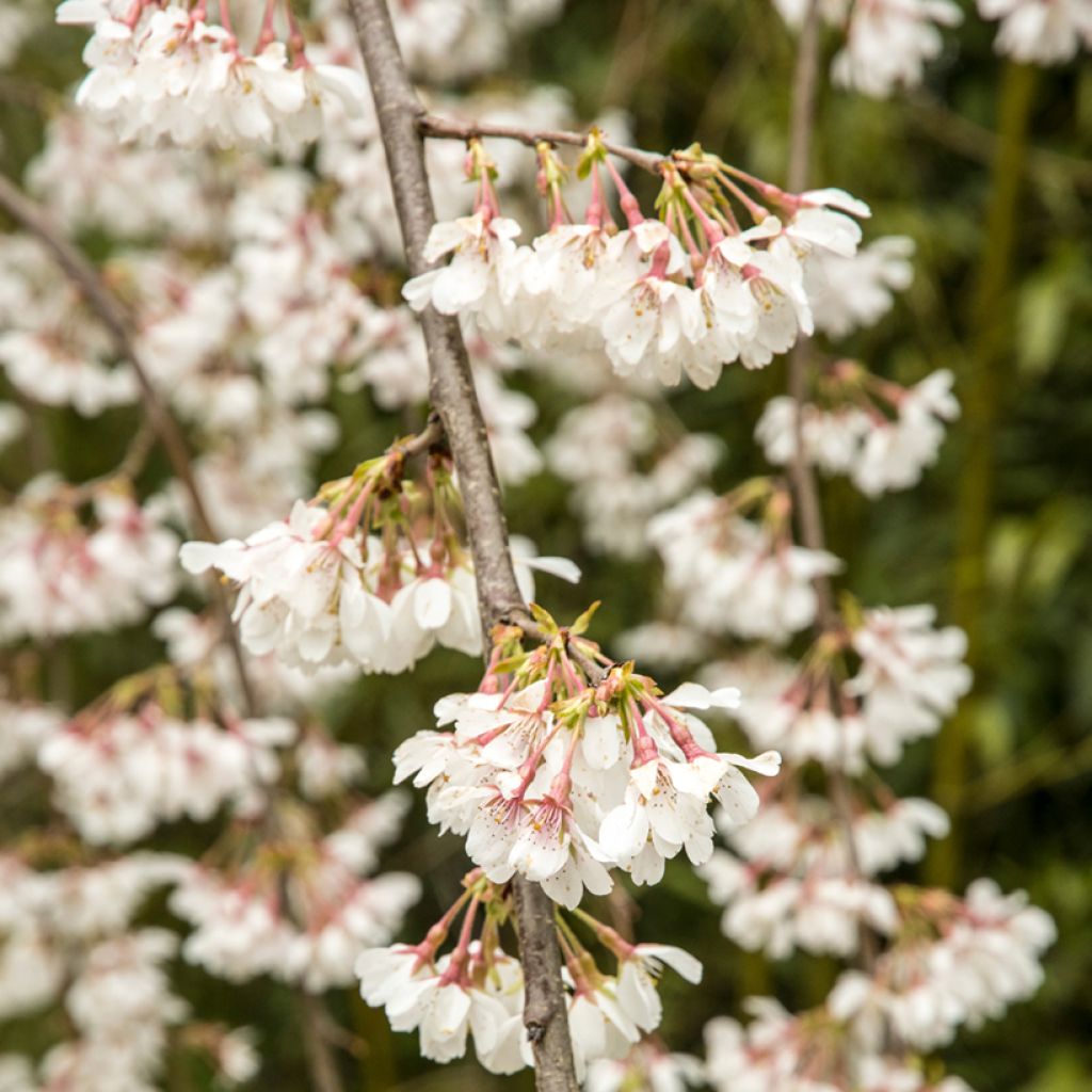 Cerisier à fleurs pleureur - Prunus yedoensis Ivensii