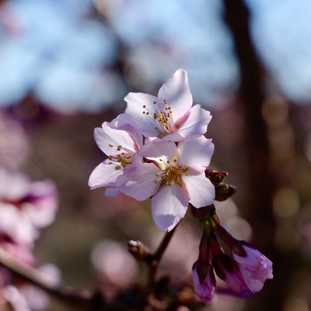 Cerisier à fleurs - Prunus kurilensis Ruby