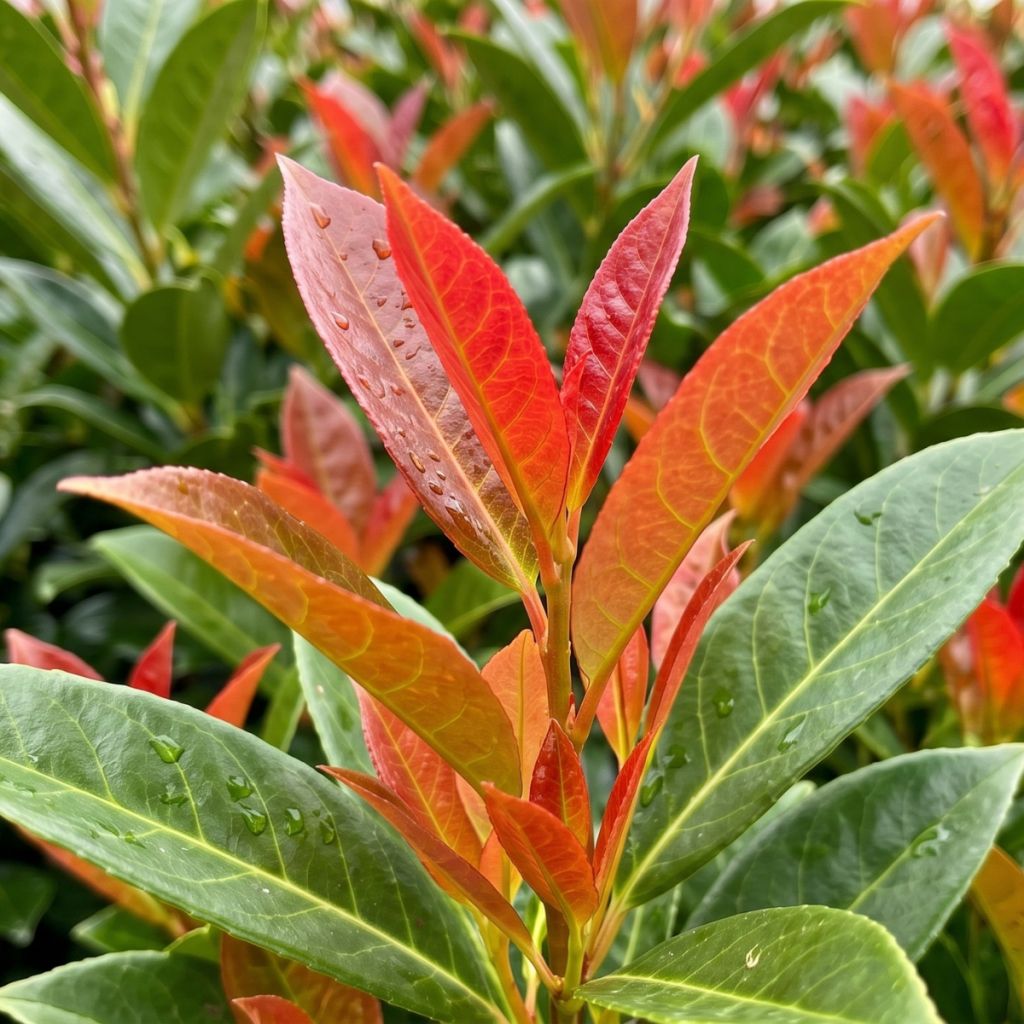 Laurier cerise - Prunus laurocerasus On Fire